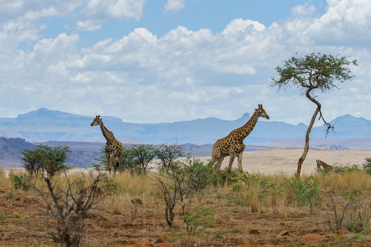 <a href="https://ru.freepik.com/free-photo/giraffes-in-a-african-landscape_13061741.htm#query=%D0%AE%D0%90%D0%A0&position=38&from_view=search&track=sph">Изображение от wirestock</a> на Freepik