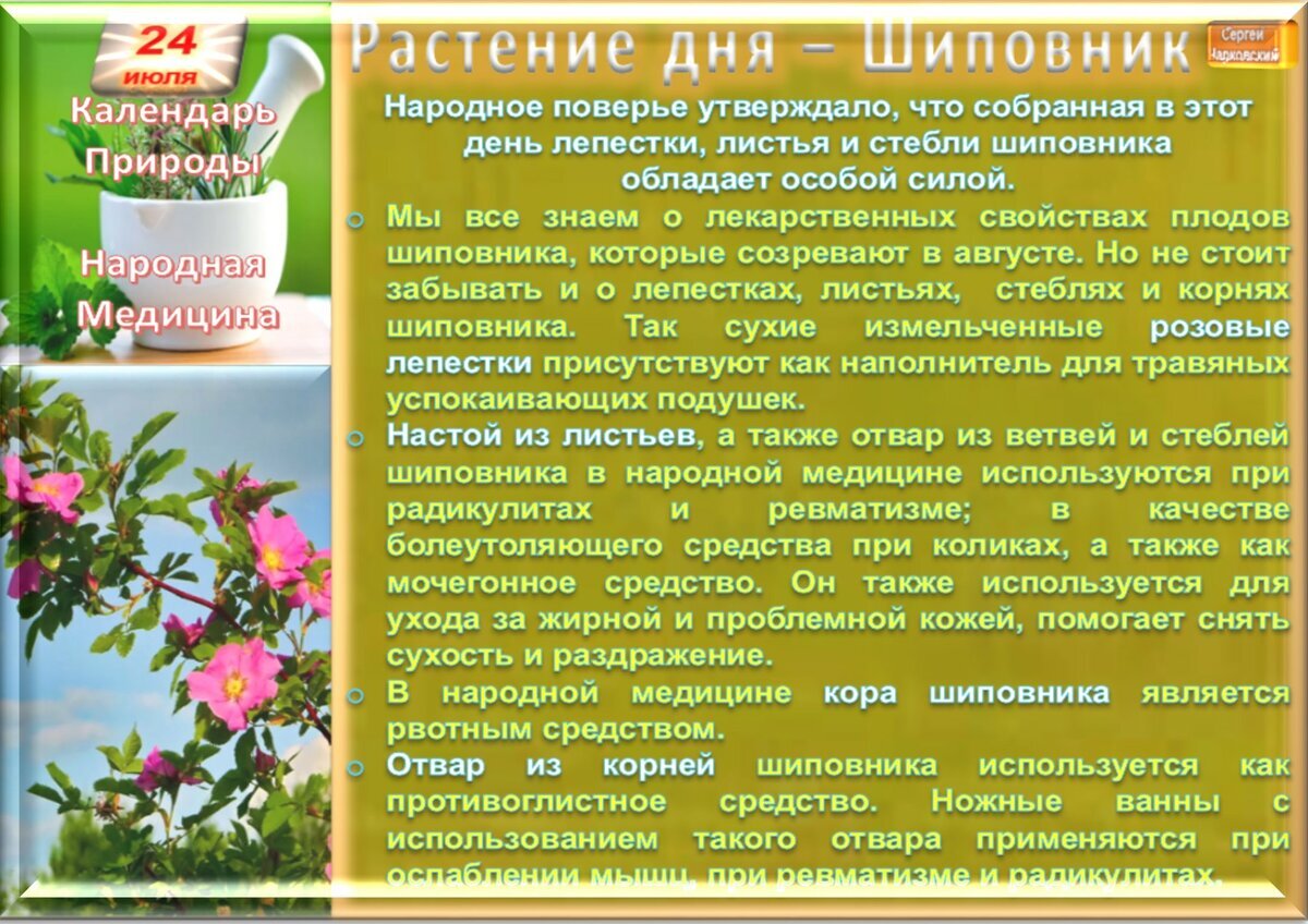 4 июля приметы и поверья. Купальница это лекарственное растение. Купальница чай. Купальница лечебные свойства. Купальница лекарства