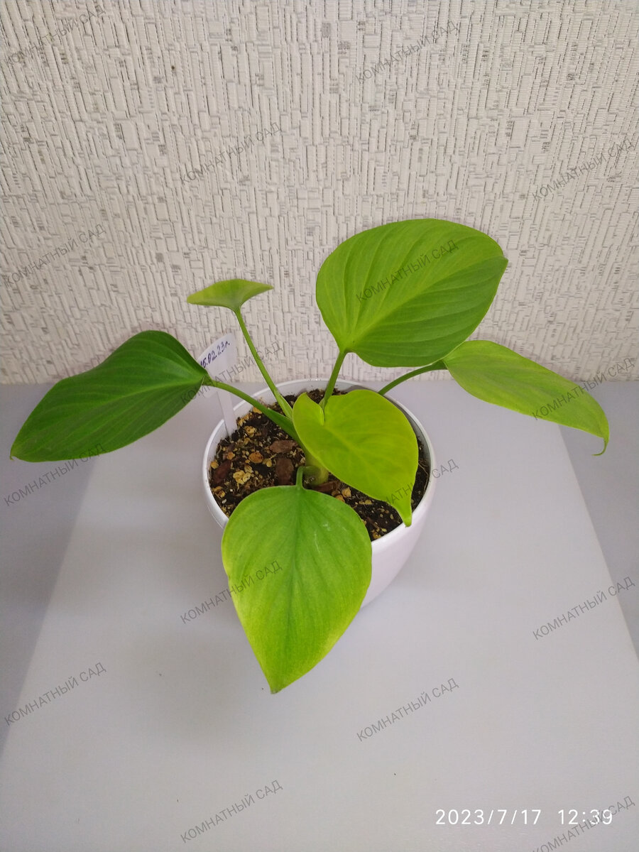 хомаломена Лемон Лайм - материнское растение (не продается)