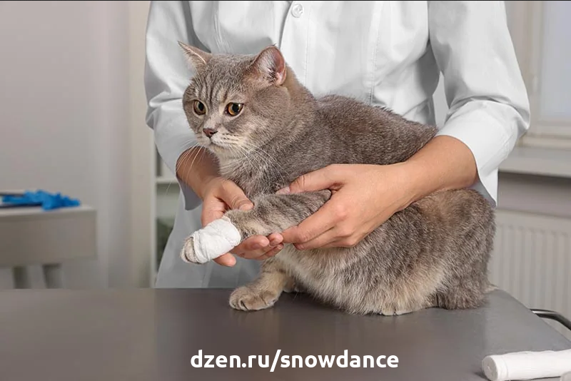 Кот обжигает лапу. Лапка котенка подушечки. Кот обжигает лапу. Болезни подушечек лап у кошек. Опухоль на задней лапе у кота.