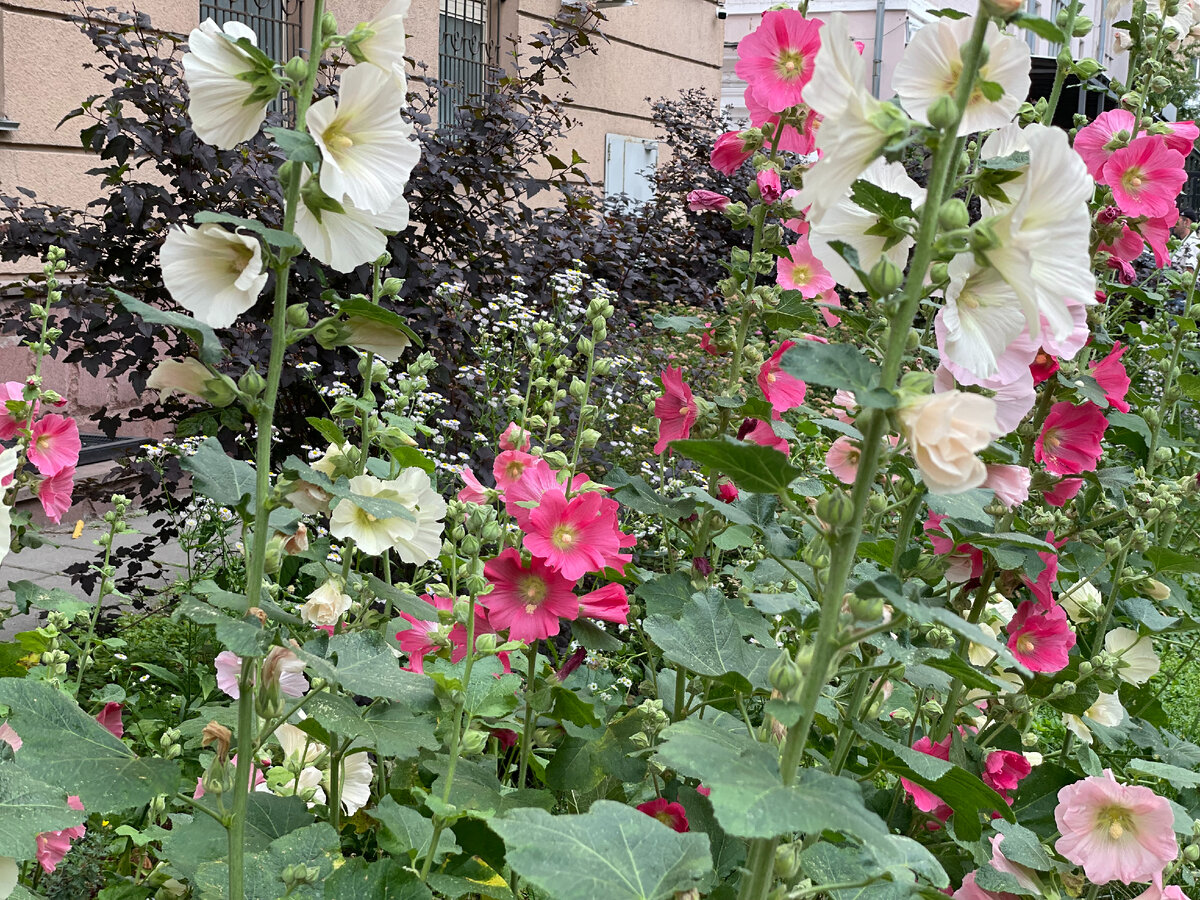 Июль 2023г. в Москве