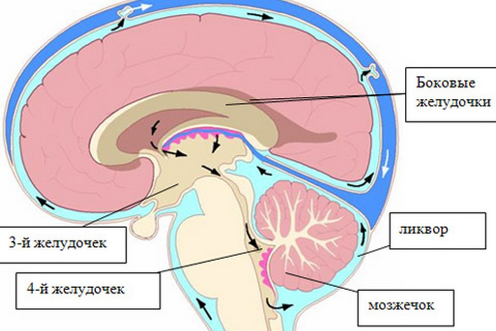 Откуда д. Желудочки головного мозга ликвор. Схема системы желудочков головного мозга. Циркуляция спинномозговой жидкости анатомия схема. Четвертый желудочек мозга анатомия.