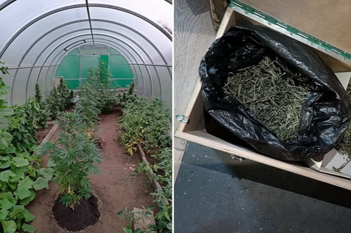    Житель села под Самарой разводил в теплице наркотикосодержащую коноплю