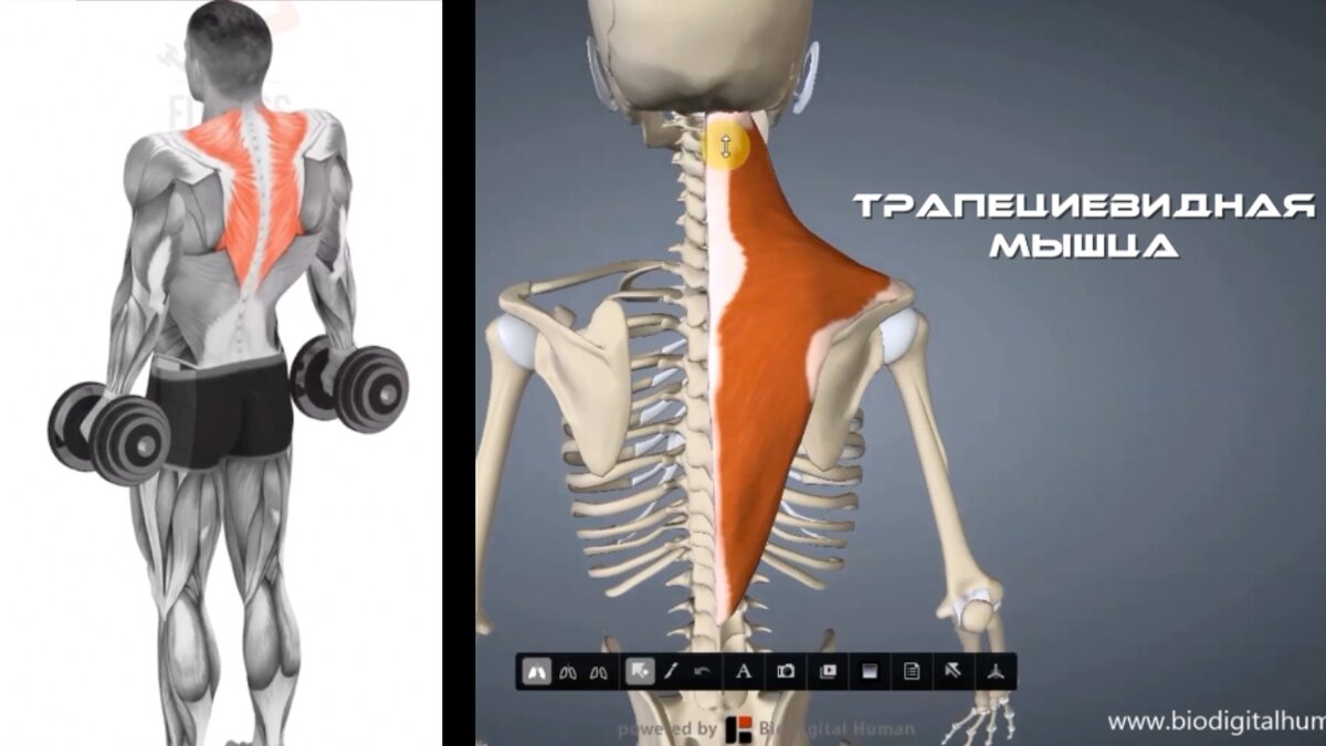 Трапеция - буквально "держит" наше тело. 