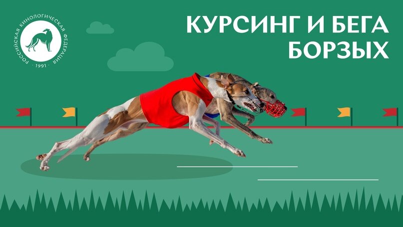 Все о курсинге и бегах борзых. Источник: Российская кинологическая федерация