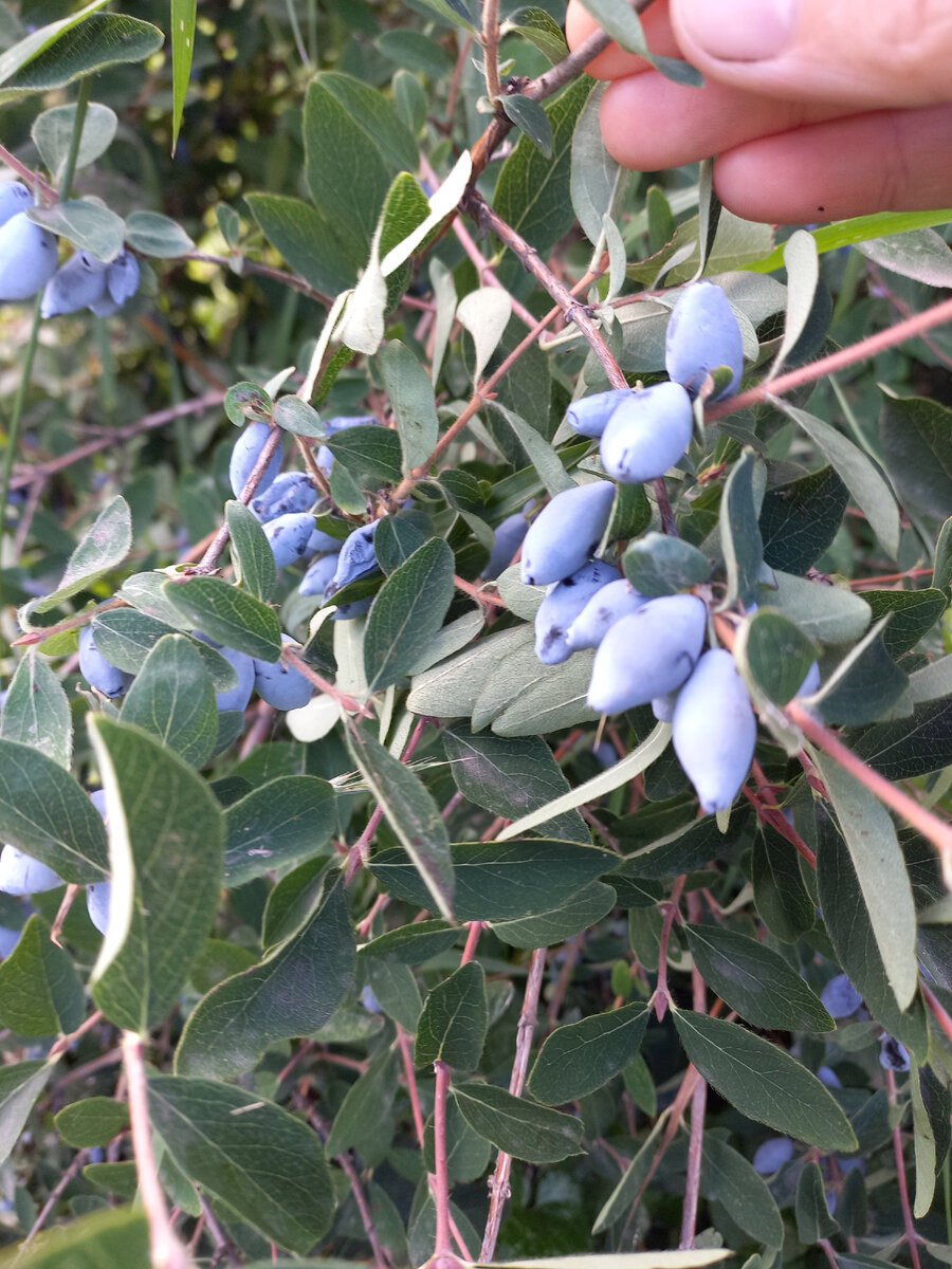 У нас всегда хороший урожай 