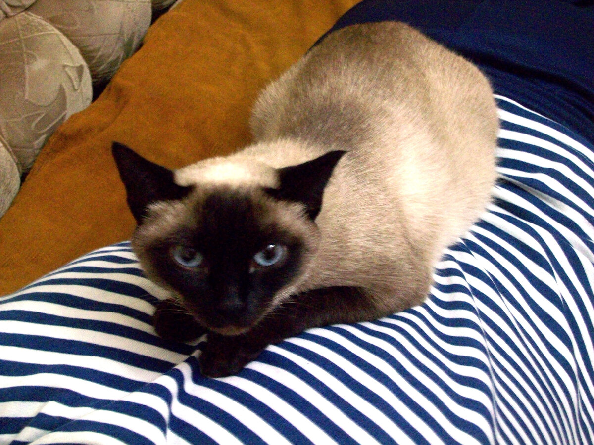 Домашний лекарь.