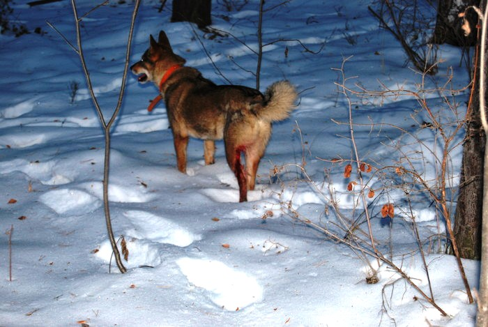 У собаки травма