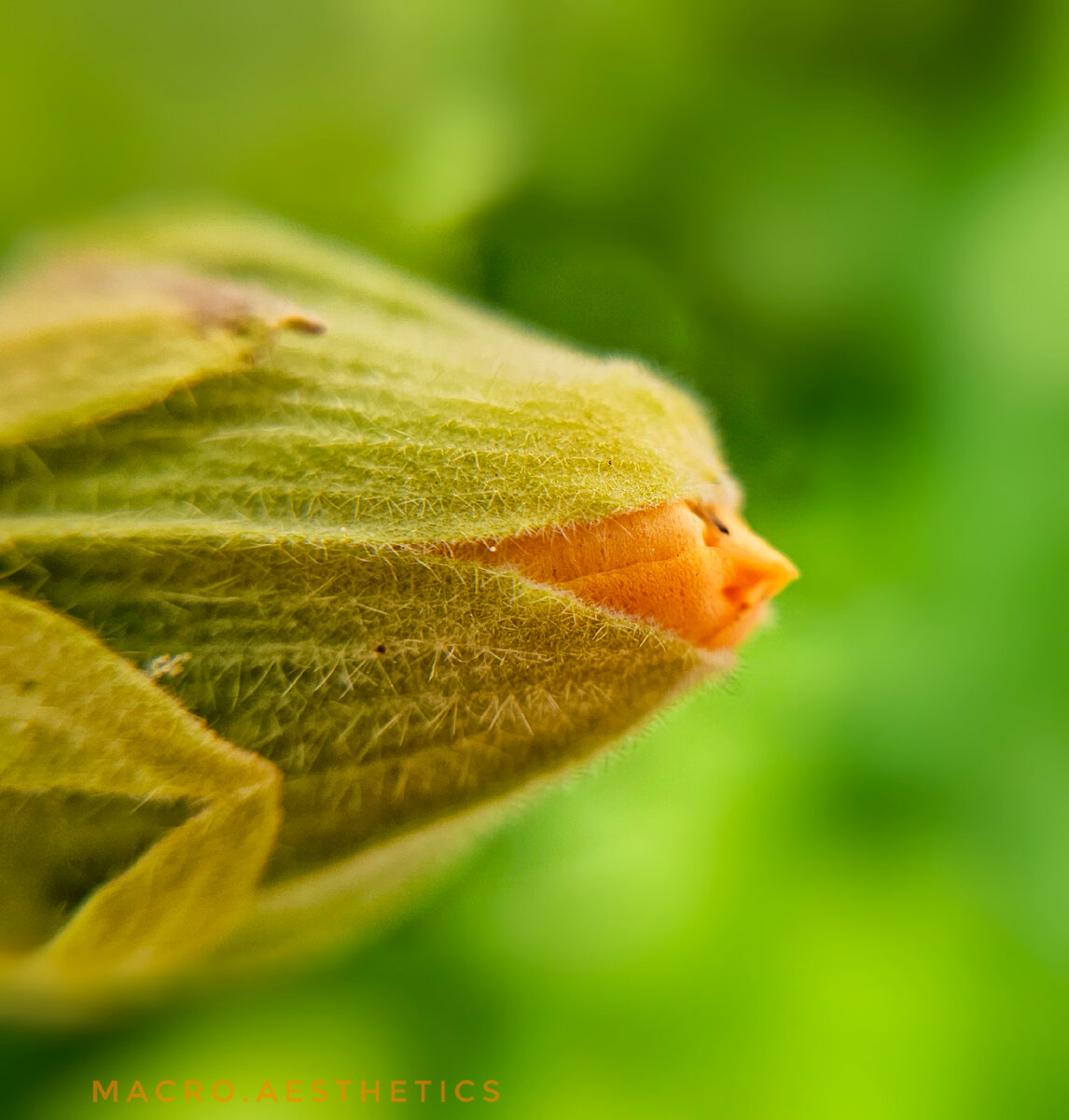 Фото автора, бутон мальвы