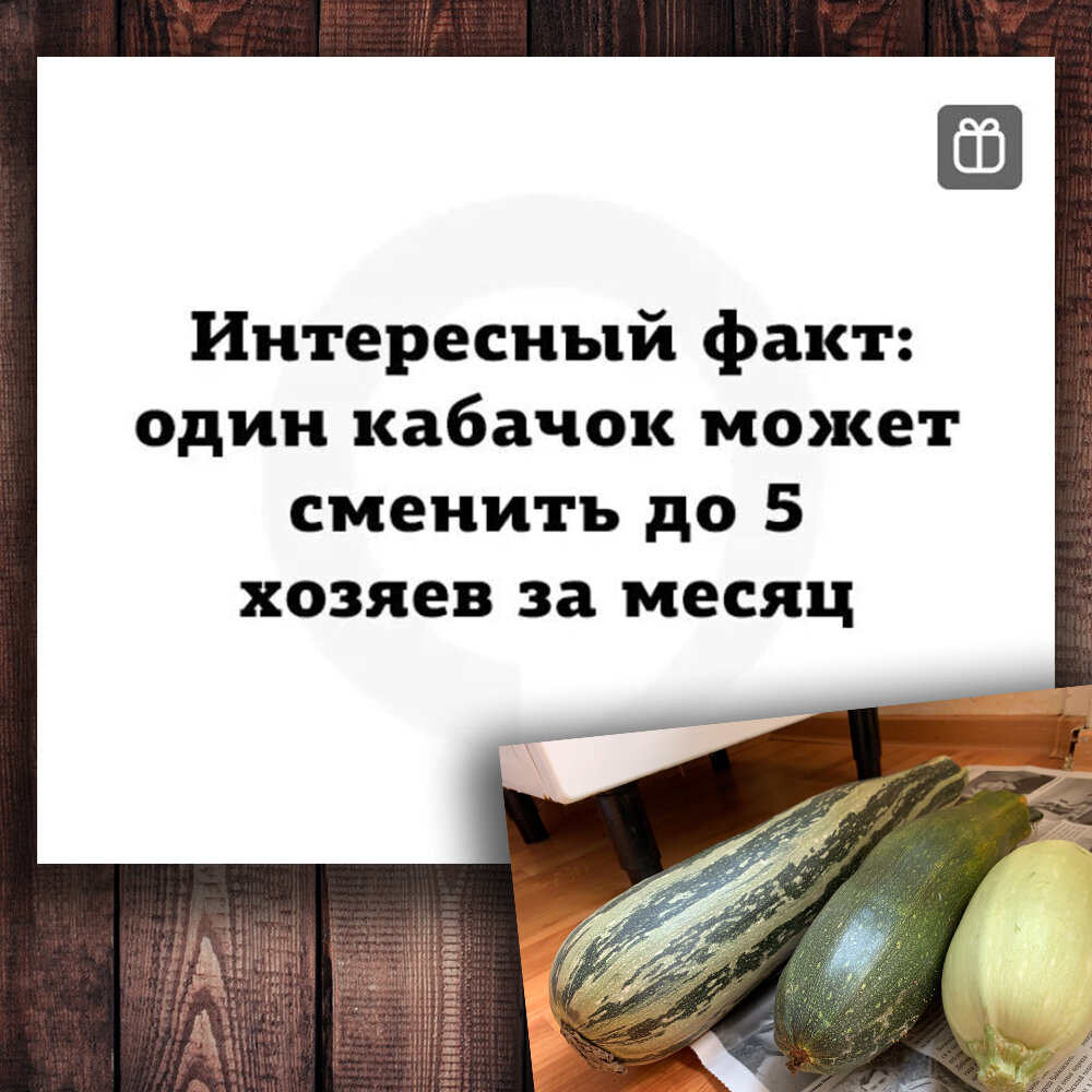 Тебе кабачок нннада?», - с таким грозным вопросом встречают люди друг друга  в конце лета. Как нам зарплату кабачками выдали | Степан  Корольков~Хранитель маяка | Дзен