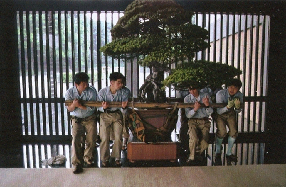 Один из трехсот пятидесяти бонсай в коллекции японского императора. Автор фото: Сэм Абелл (Sam Abell, США), National Geographic, январь 2001 г. Источник: https://www.magiminiland.org/BigPicture/Imperial2.html