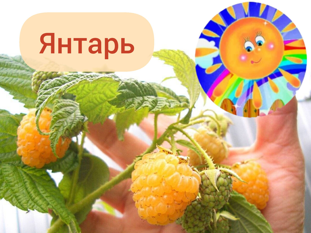 Малина солнце