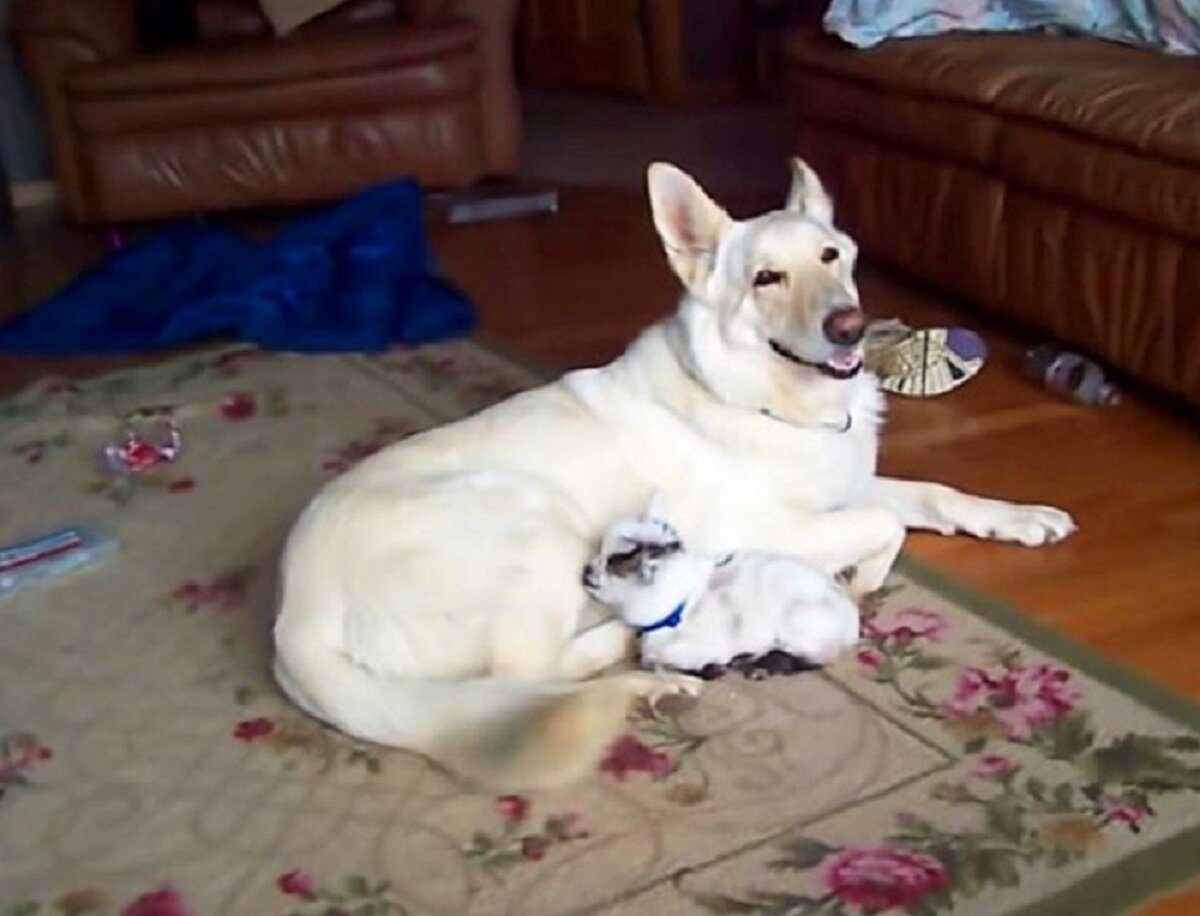 Источник фото: https://www.universoanimali.it/cagnolino-adotta-una-capretta-nana-da-quel-momento-sono-inseparabili-video/