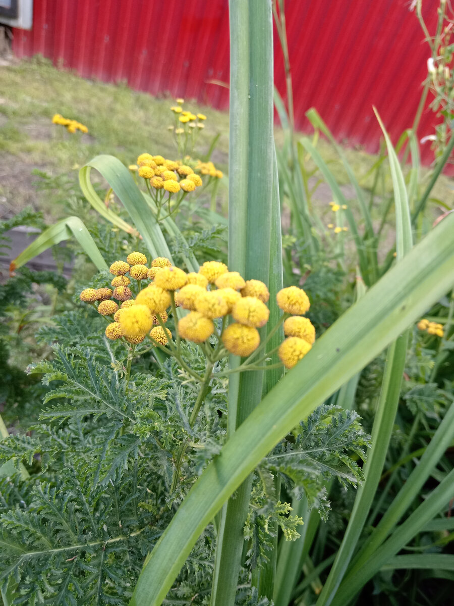 Фото автора. Пижма на фоне забора