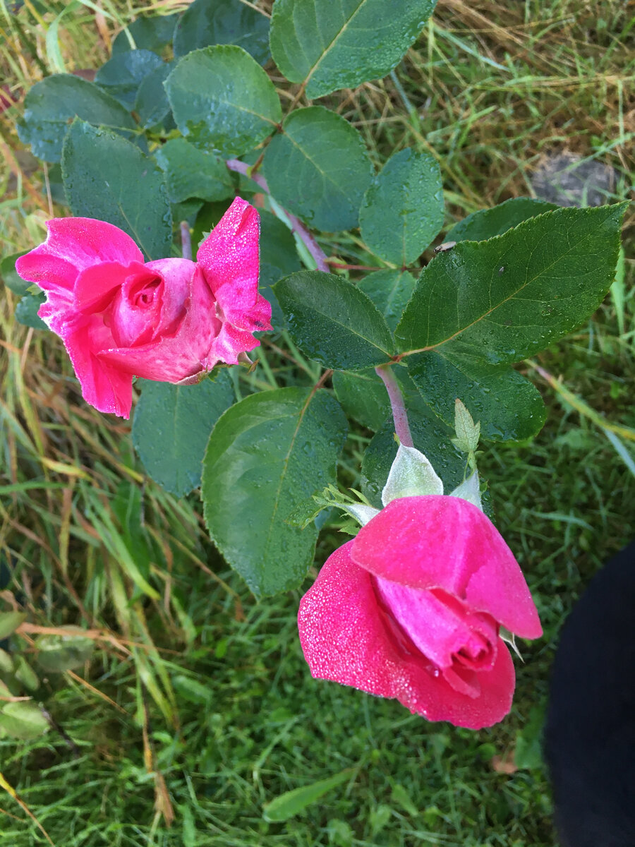 фотография цвет не точный передает, на них нет белесости, чистый яркий розовый цвет