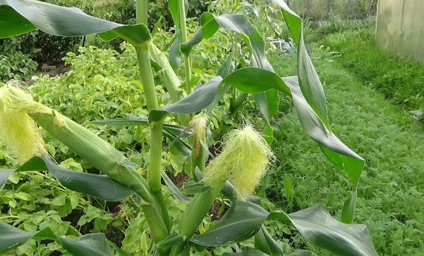 Где посажена кукуруза. Кукуруза в огороде. Кукуруза растет на грядке. Кукуруза растение. Кукуруза на даче