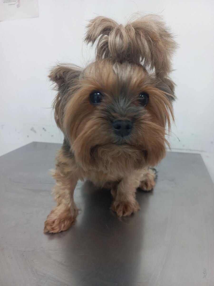 Маленький лапочка