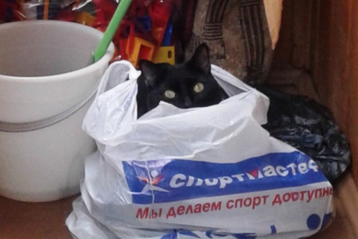 Люди у которых нет кота некотяи. Котик нет. У кошек нет воображения. Люди у которых нет кота некотяи. Если в доме нет кота кого вы любите тогда картинка.