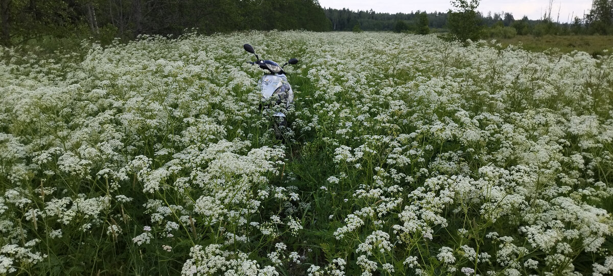 Едем через поле. Фото автора 
