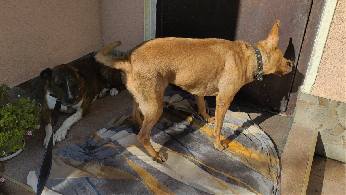 Крымский карел сбывшиеся. Бездомные животные. Собака и СОЦИУМ. Грузия бездомные собаки памятник три собака.