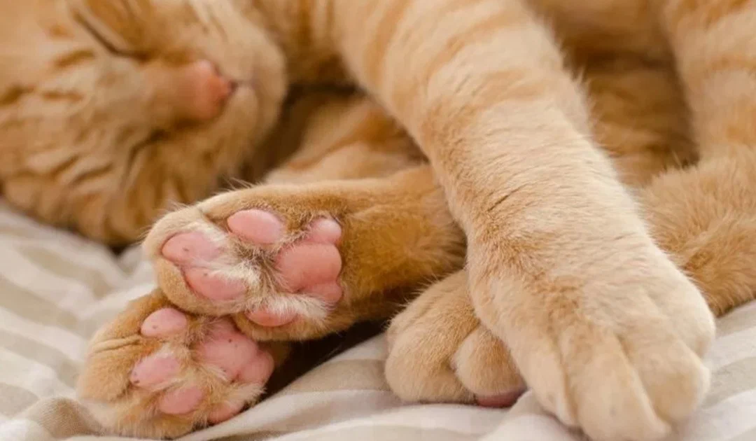 Кошачья лапка. Кошачьи лапки подушечки. Лапа рыжего кота. Лапка котика подушечки.