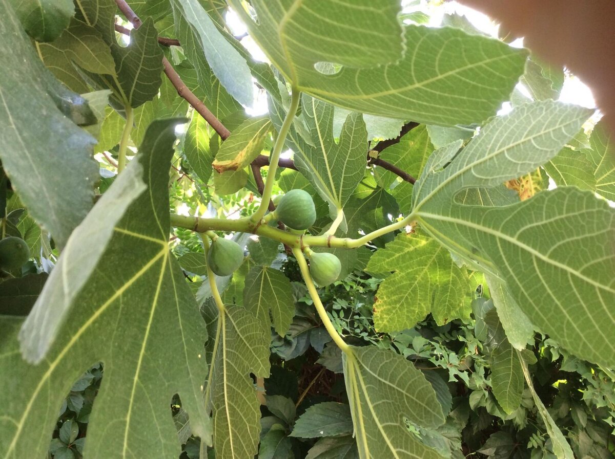 Инжир. А у меня сейчас растет инжир на окне и даже один раз меня порадовал двумя инжиринками. Могло бы быть больше, но сыночек немного засушил во время моего отсутствия. Сейчас стоит инжир на реанимации, уже выздоравливает.