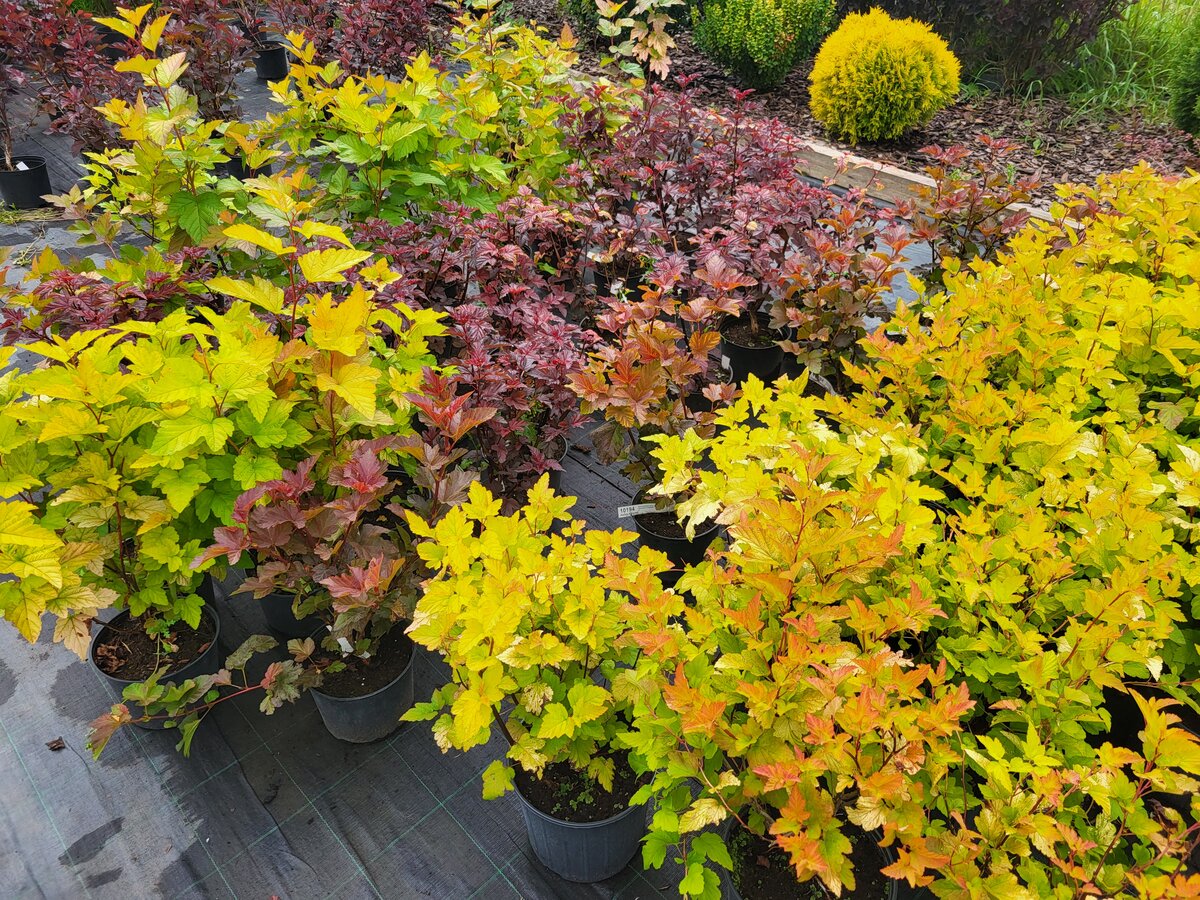 Пузыреплодники в осенней расцветке. В статье использованы фото автора 