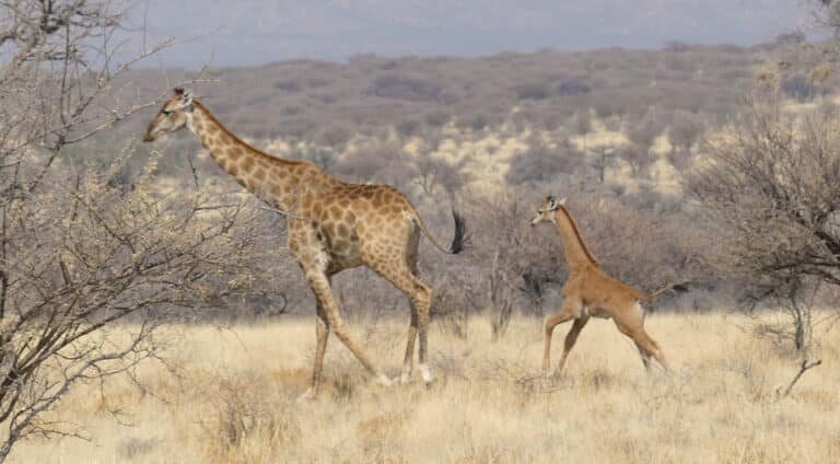    Самка ангольского жирафа (Giraffa camelopardalis angolensis) с детенышем / © Giraffe Conservation Foundation