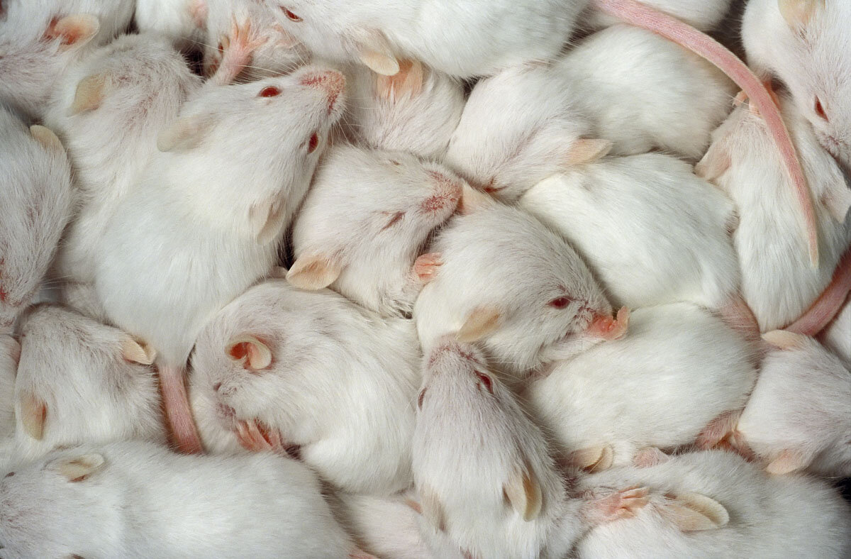 Белые лабораторные мыши. Много мышей. Много белых мышей. Инбредные мыши. К чему снится белая мышь во сне