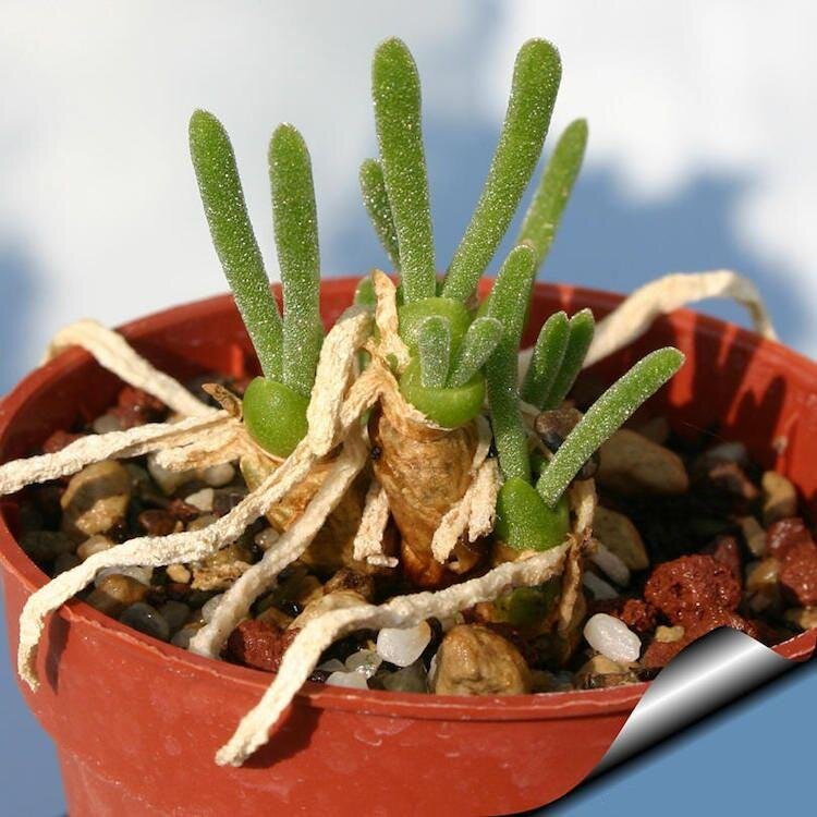 Фото взято из открытых источников