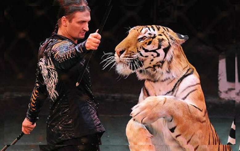 Лев запашных. Братья запашные цирк. Эдгард запашный со львом. Братья запашные укротители тигров. Братья запашные цирк.