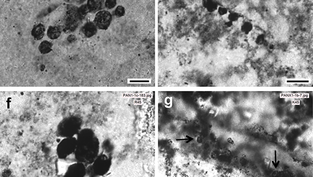 Фото : Sugitani et al. / Precambrian Research 2018 
