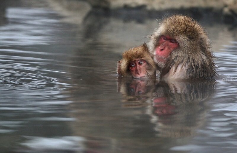 Обезьяна купается в теплой воде группа. Джигокудани. Парк обезьян Джигокудани. Парк снежных обезьян Дзигокудани. Парк снежных обезьян в Японии.