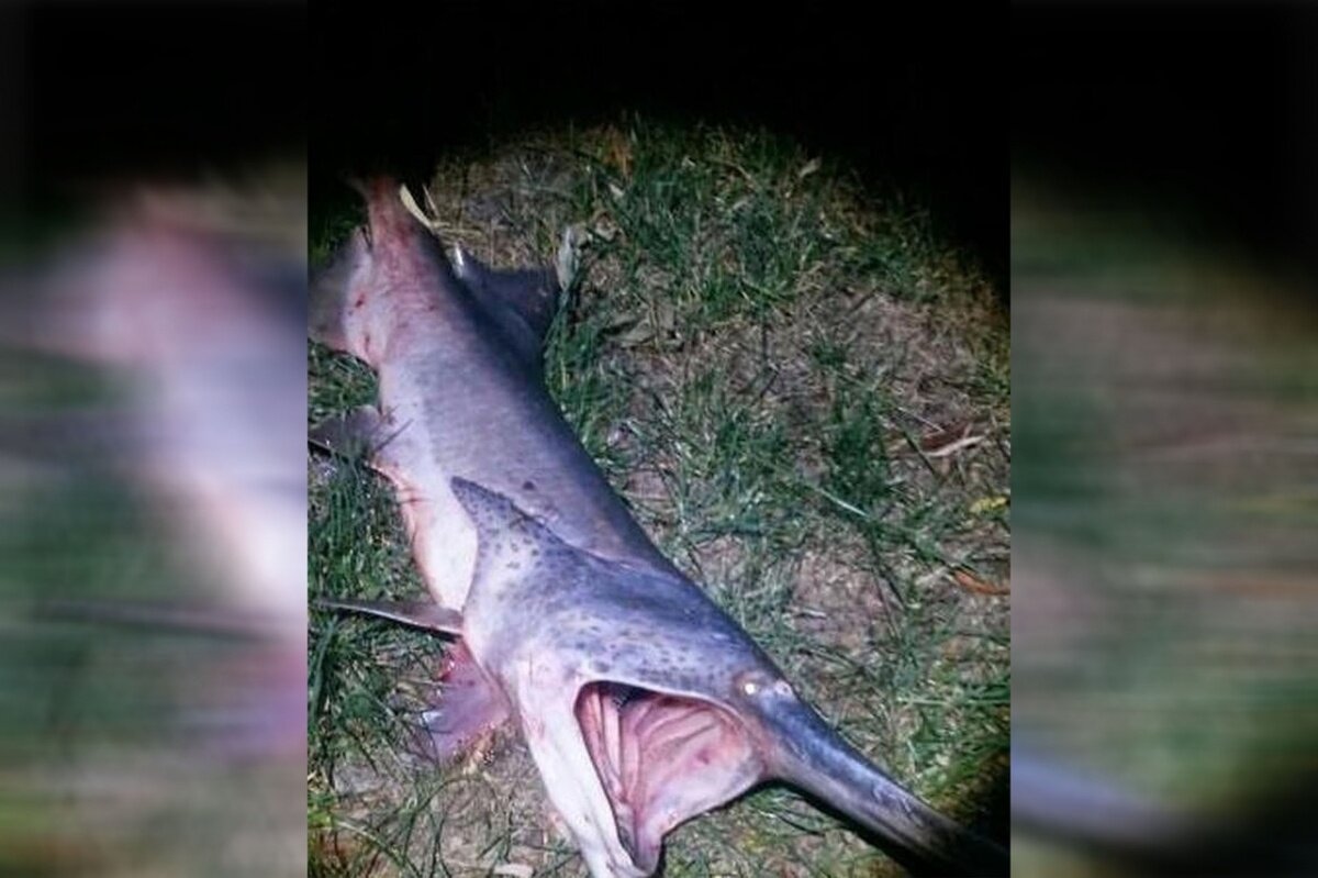  Веслоноса выловили в Дону
