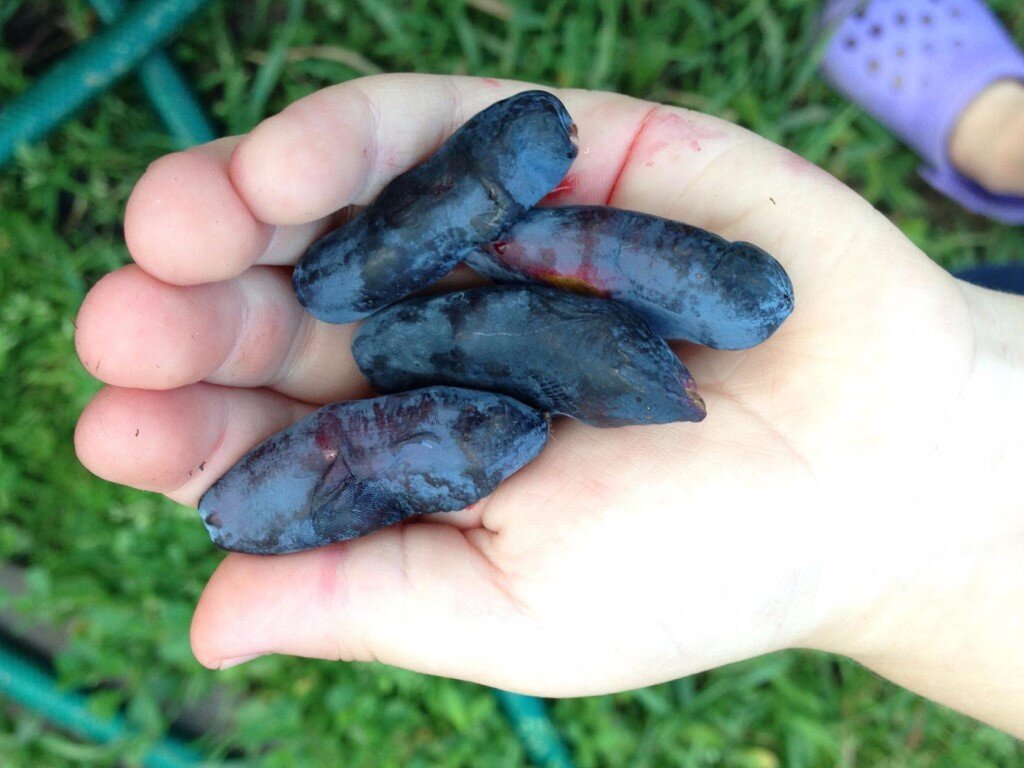 Жимолость съедобная длинноплодная. Жимолость сильгинка. Жимолость съедобная камчадалка. Жимолость съедобная морена. Жимолость виола фото.