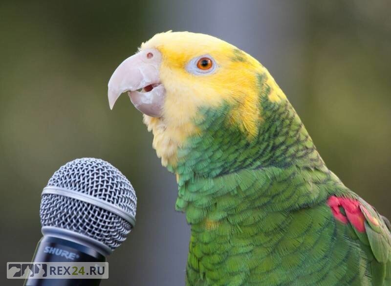 Попугаи разговоры слушать. Попугай жако. Попугай с микрофоном. Попугай повторяет. Пение попугаев.