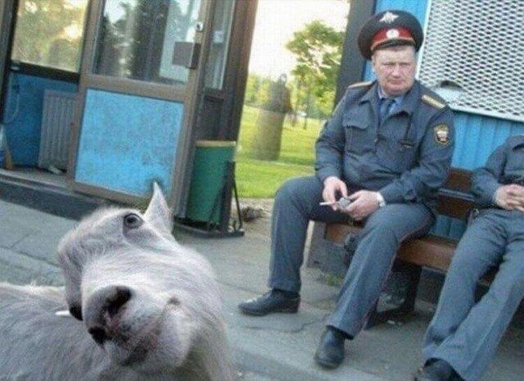 Просто картинка