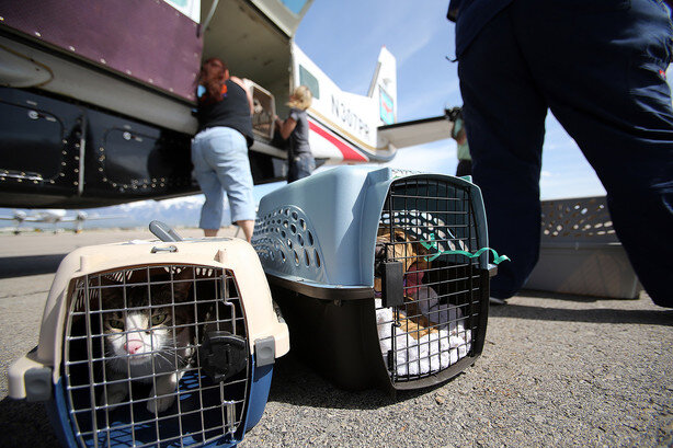 Кот в салоне самолета. Кот в переноске. Багажный отсек для животных. Кот в переноске. Переноски для кошек.