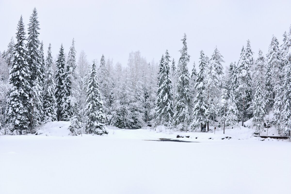 Леса Карелии...