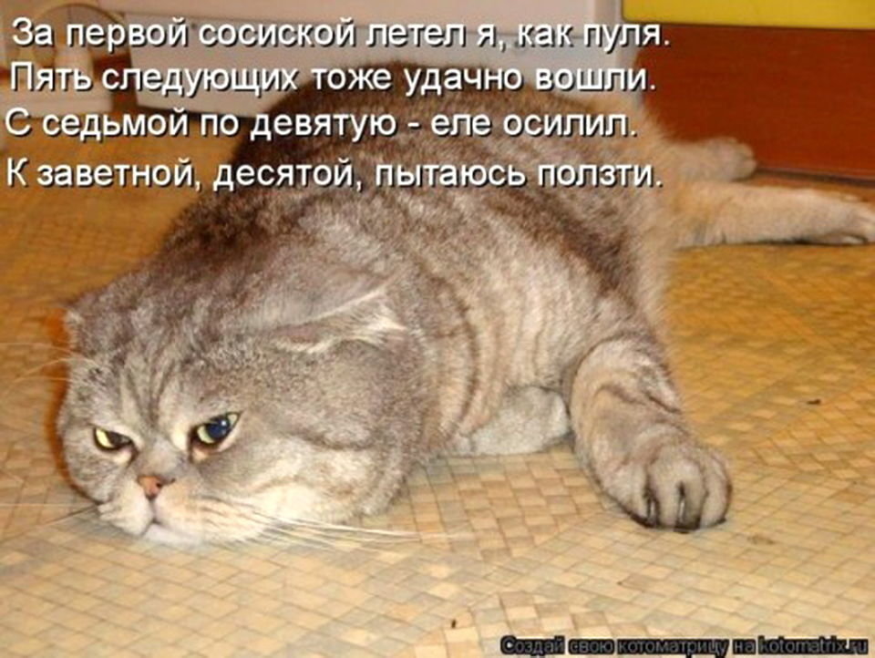 Смешные картинки про котов с надписью (50 фото)