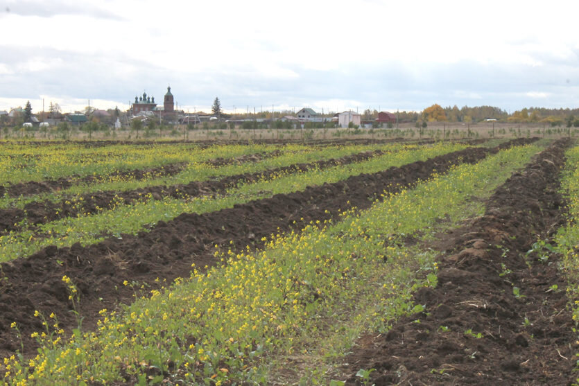 Плантации высаженных саженцев жимолости