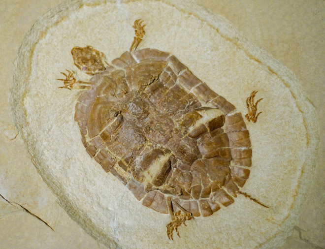 Окаменелости морской черепахи, возраст – около 70 млн лет.  © BGSmith | Shutterstock.com 