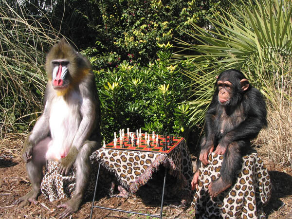 Шимпанзе играть. Обезьяны играются. Обезьяна и шахматы. Обезьяна играет в шахматы. Обезьяна шахматист.