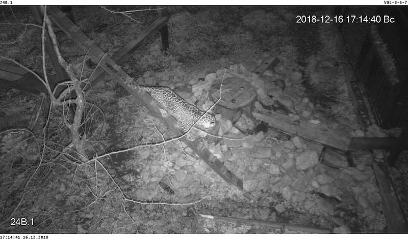 Фото: пресс-служба АНО «Центр природы Кавказа»