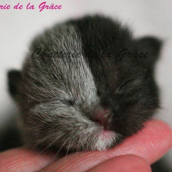 Кот Нарния де ла Грас в возрасте 2-х месяцев