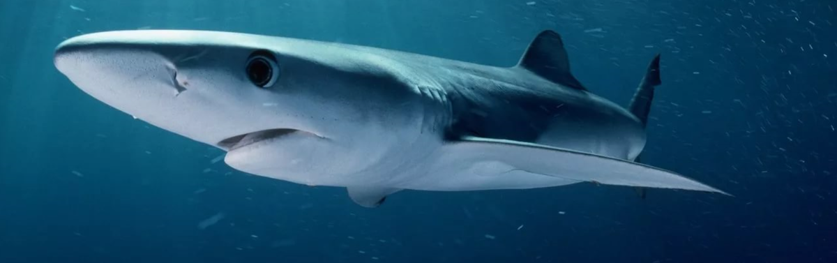 Голубая акула