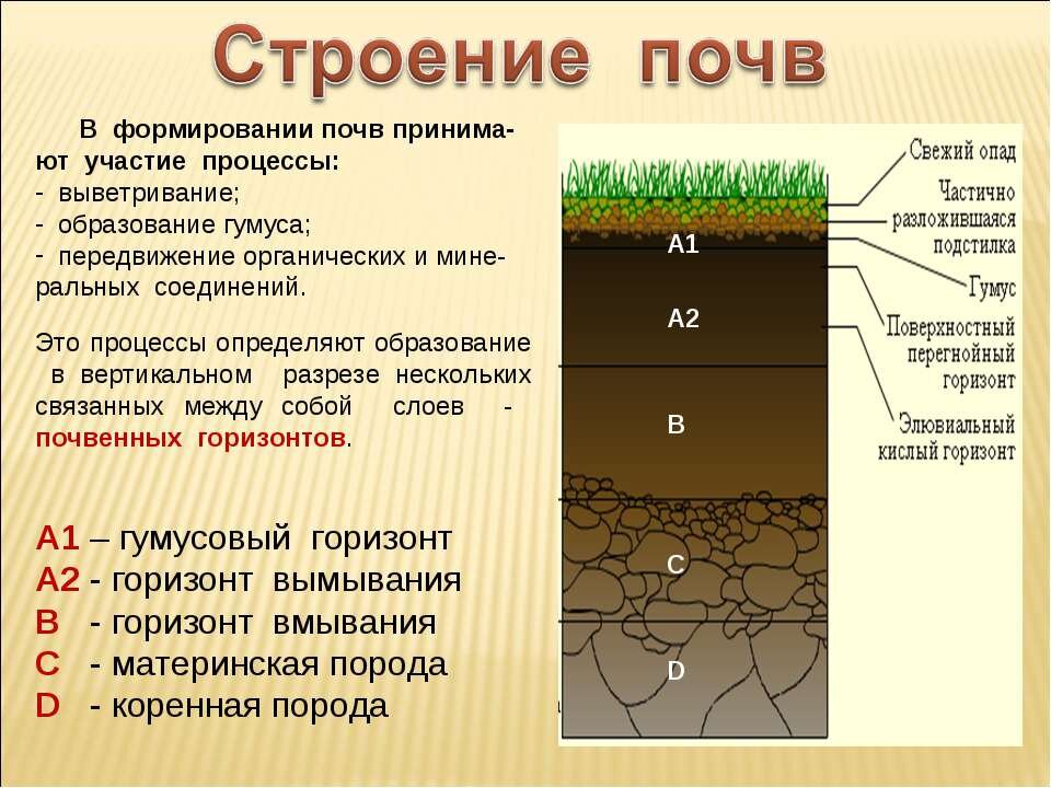 Изъятие образцов из почвенных горизонтов делается снизу вверх