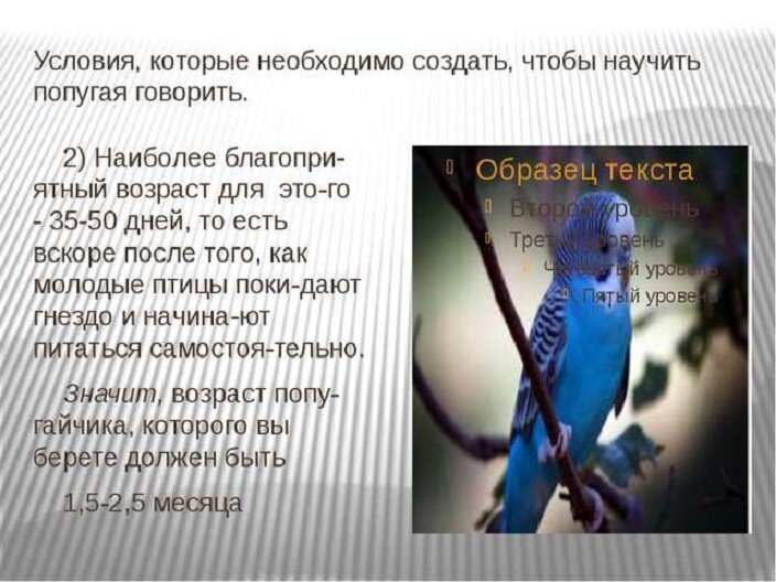 Влияние окружающей среды на поведение попугаев