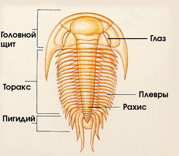 Анатомия трилобита. Автор: Г. Поцци