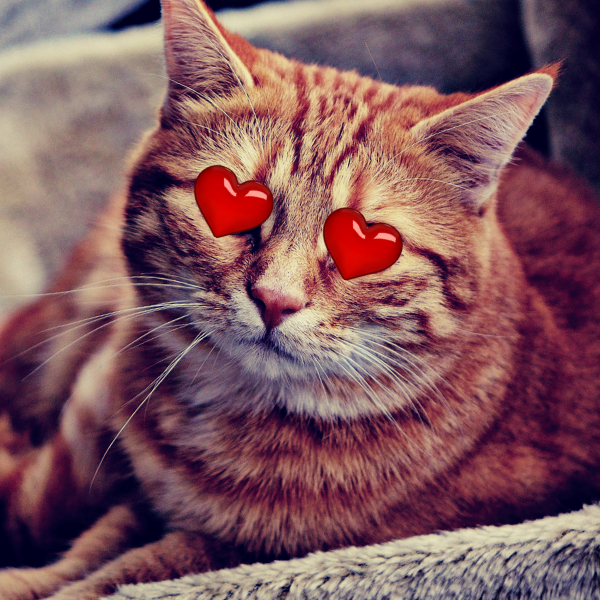 любящий котик
